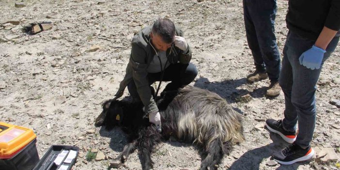 Hakkari'de 55 küçükbaş hayvan kurtların saldırısında öldü