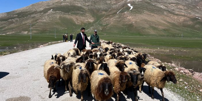 Yüksekova’da 40 bin TL’ye çoban bulunamıyor