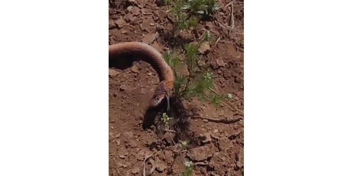 Su kuyusu kazısında 2 metrelik yılan görüldü