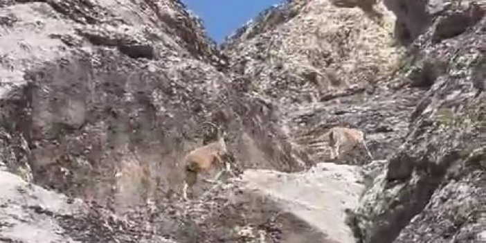 Palu'da dağ keçileri görüntülendi