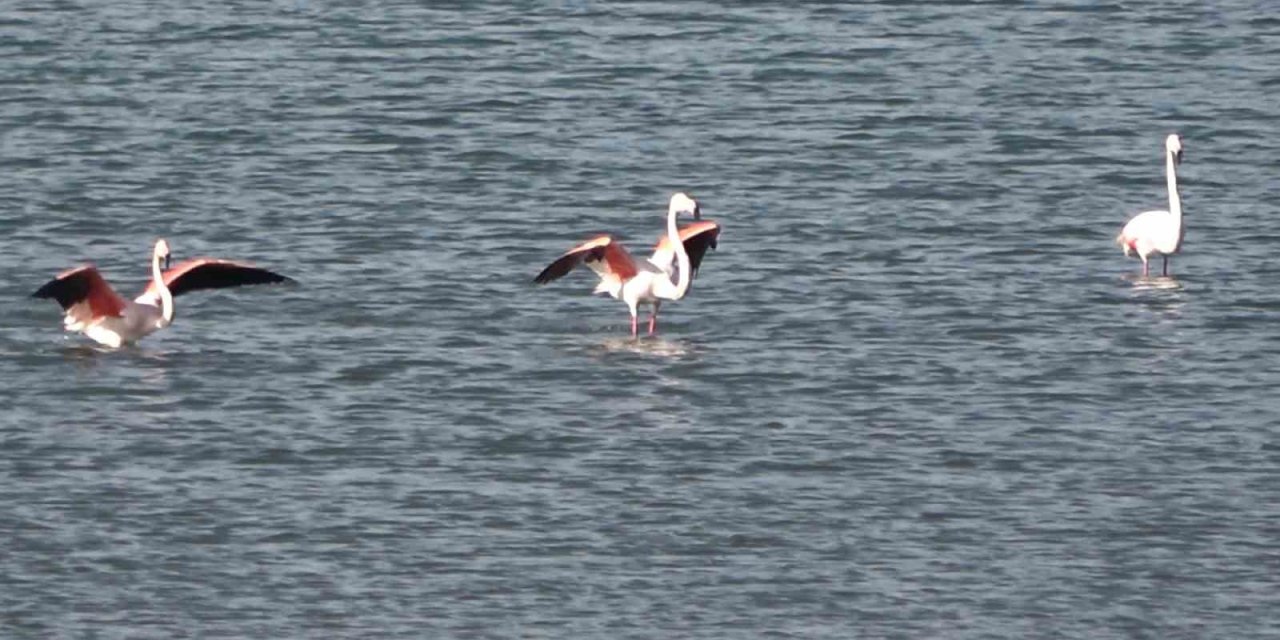 Tatvan’da flamingolar görüntülendi