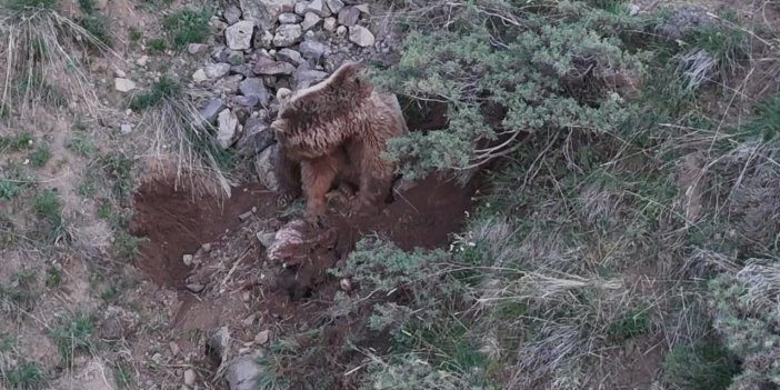 Pülümür'de ahıra girip keçileri telef eden ayılar leşleri gömerken dron kamerasına yakalandı