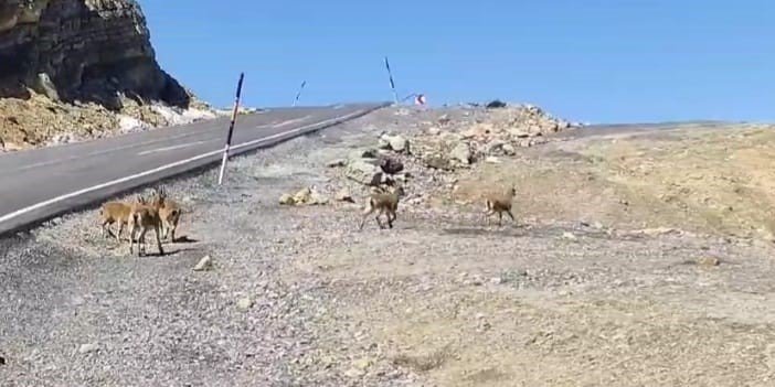 Dağ keçileri Çukurca'da sürü halinde görüntülendi