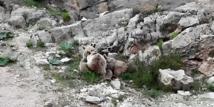 Ovacık'ta anne ayı, yavrularını emzirirken görüntülendi