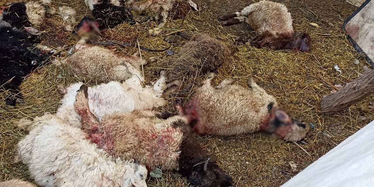 Salkımlı köyünde kurt saldırısı: 17 Koyun öldü
