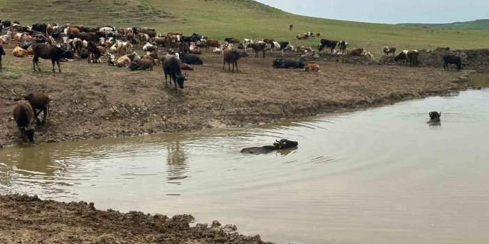 Diyarbakır’da hayvanların içme suyunun karşılandığı göletler onarıma alındı