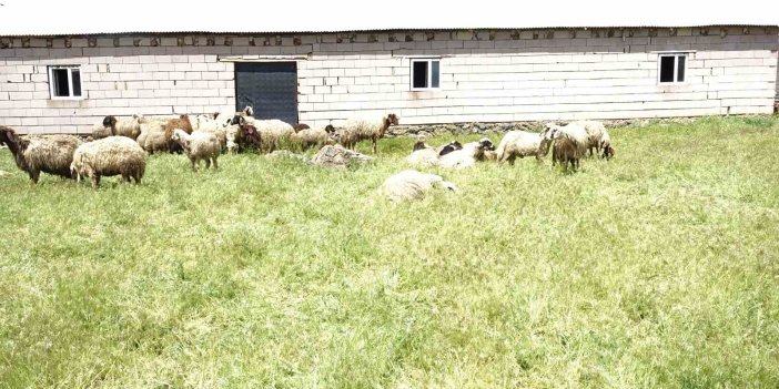 Erciş’te ahırda havasız kalan koyunlar öldü
