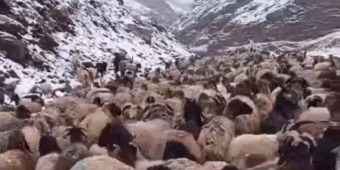 Meraya çıkarılan koyun sürüleri kar yağışı nedeniyle ağıllara geri getirildi