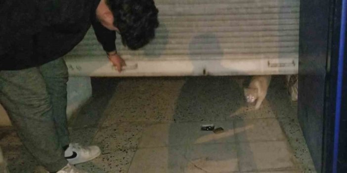 Bakkaldaki hırsızlık şüphelisi bir kedi çıktı