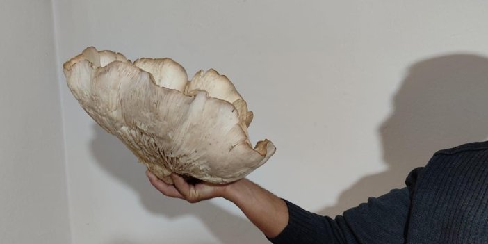 3 kilo 120 gramlık kunkor mantarı şaşırttı