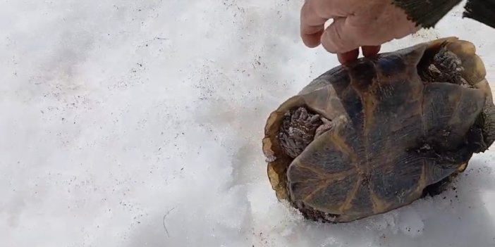 Kar üstünde sırt üstü mahsur kalan kaplumbağayı kurtardı