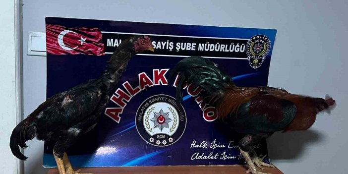 Malatya’da horoz dövüştürenlere rekor ceza kesildi