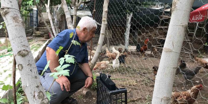 Tavuklarına klasik müzik dinleterek yumurta verimini 4’e katladı