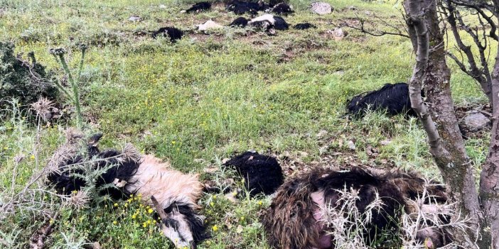 Uludere’de yıldırım düştü: 5 keçi telef oldu, 12 oğlak yaralandı
