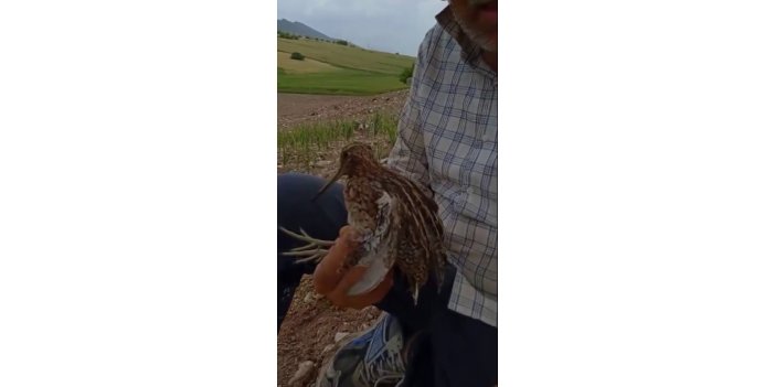 Türkiye’de nadir görülen Gallinago kuşu yaralı vaziyette bulundu