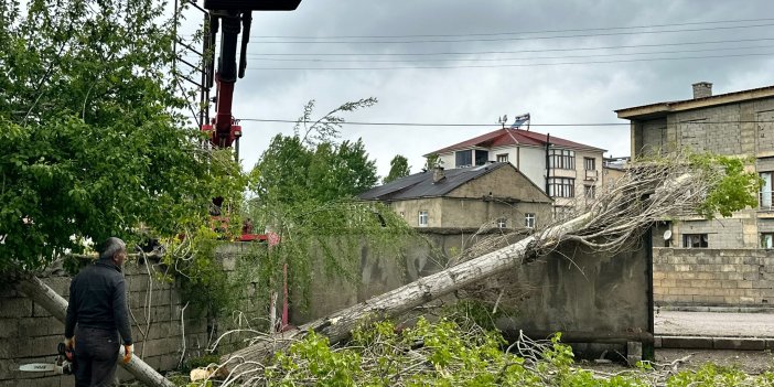 Yüksekova'da polen sorununa karşı kavak ağaçları kesiliyor