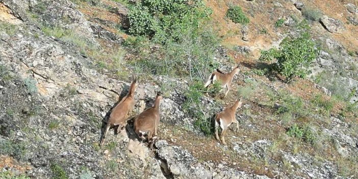 Elazığ'da terk edilmiş mezrada dağ keçileri dronla çekildi