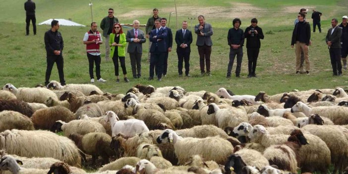 Van Valisi koyunlarla kuzuların renkli buluşmasını seyretti