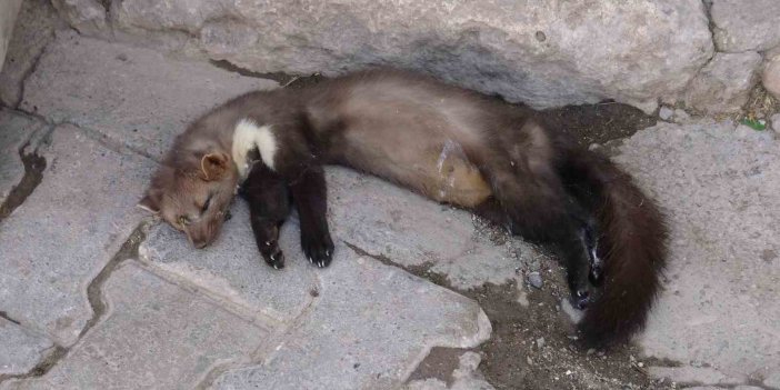 Nesli tükenmek üzere olan alaca sansar, Gercüş’te ölü halde bulundu