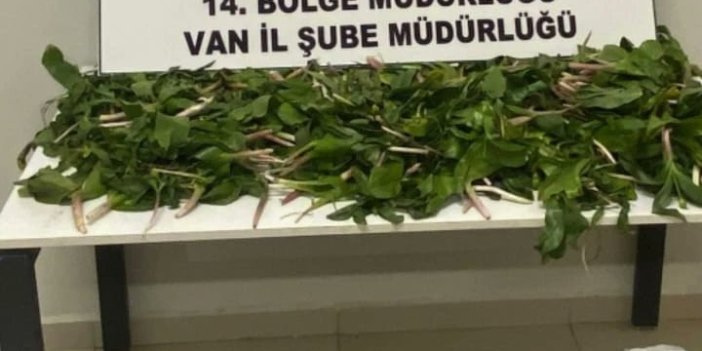 Van'da gümrükte kaçak dev soğan yakalandı: Ağır para cezası verildi