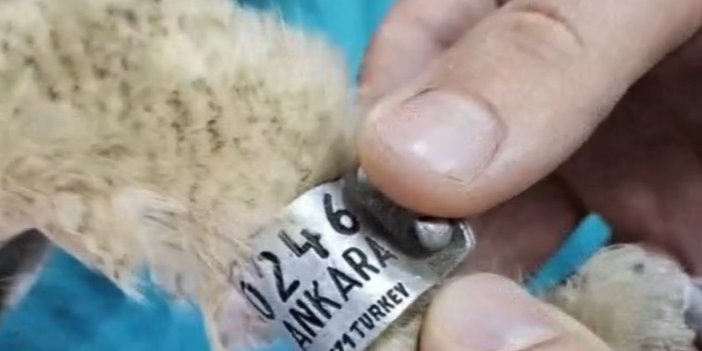 Bir yıldır veri alınamayan puhu kuşunun izine tekrar rastlandı