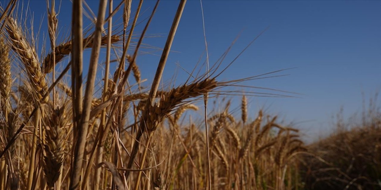 Hububat Tedarikçileri Derneği: Buğday üretiminde iyi bir sezon bekleniyor