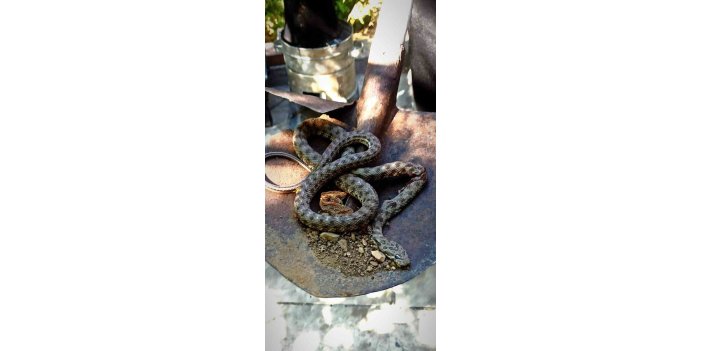 Havaların ısınmasıyla yılanlar evlere girmeye başladı