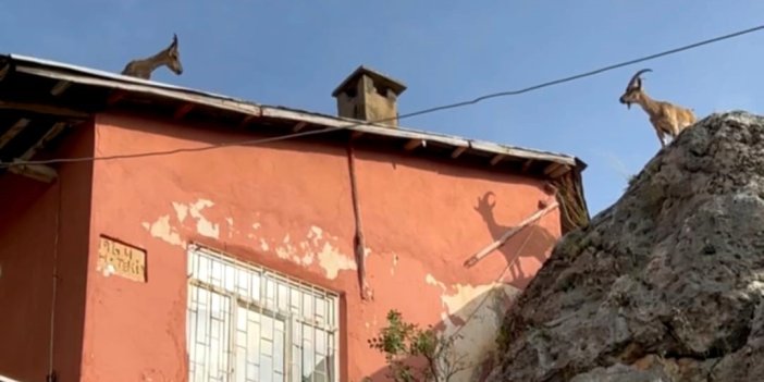 Dağ keçileri evlerin çatısına çıkmaya başladı