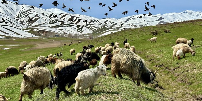 Van'da 1800 besiciye 178 bin koyun dağıtıldı