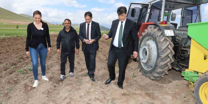 Erzurum’da ilk defa mor patates ekildi