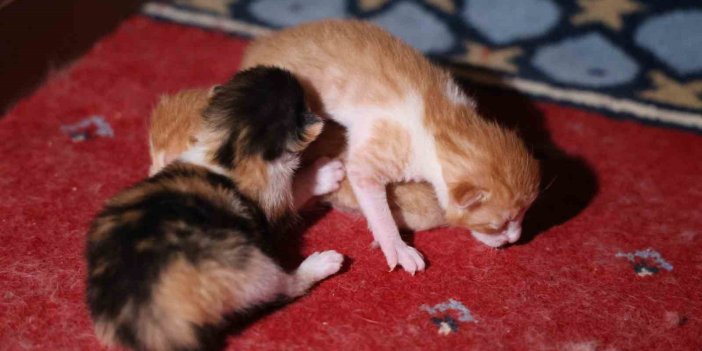 Kedi 500 yıllık caminin minberinde doğum yaptı, belediye sahiplendi