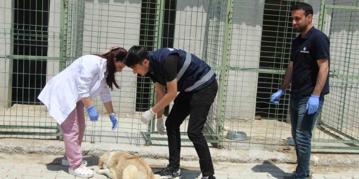 Şırnak’ta yaralı ve hasta hayvanlara belediyenin merkezinde bakılıyor