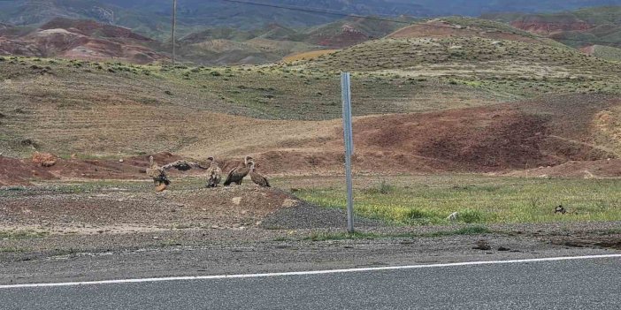 Kars-Iğdır yolunda akbaba sürüsü görüldü