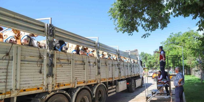 Bingöl’de kurbanlık sevklerine başlandı