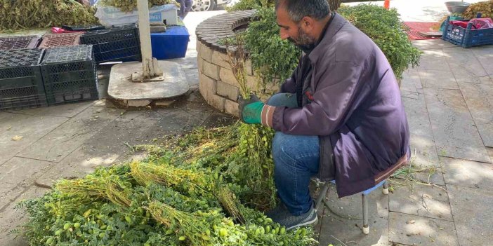 Elazığ’da yeşil nohut tezgahlarda yer aldı