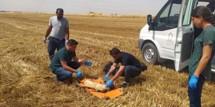 Buğday tarlasında ayakları kesilen köpek tedavi edildi