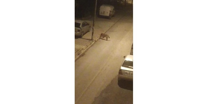 Sokak köpekleri kediyi parçaladı