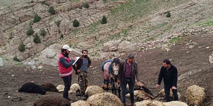 Başkale'de kurtlar sürüye saldırdı: 74 koyun telef