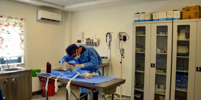 Hayvan Bakımevi ve Rehabilitasyon Merkezi bin 116 ihbara müdahalede bulundu