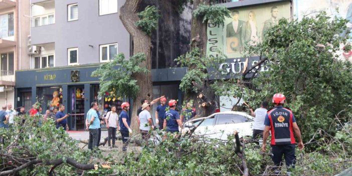 Iğdır’da faciadan dönüldü: Asırlık ağaç aracın üzerine düştü