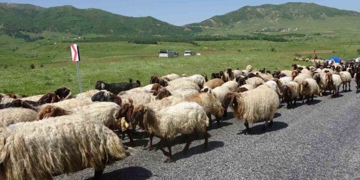 Besicilerin yayla yolculuğu