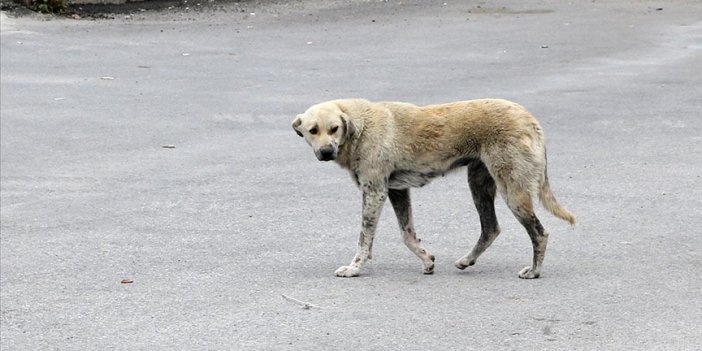 Diyarbakır'da sahipsiz köpekler 60 yaşındaki kadına saldırdı