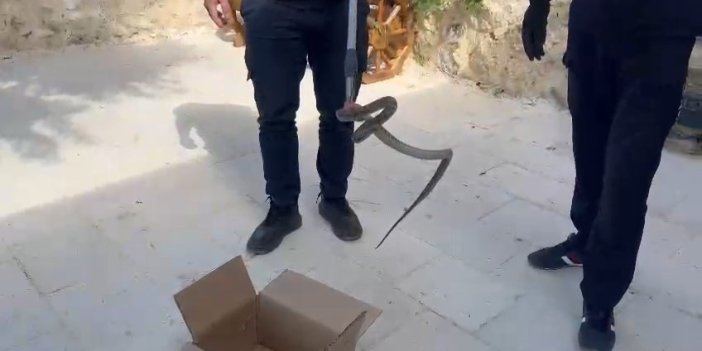 Cami avlusuna giren yılan, itfaiye ekiplerince yakalandı