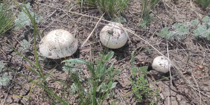 Kars’ta yağışlardan sonra mantar bereketi