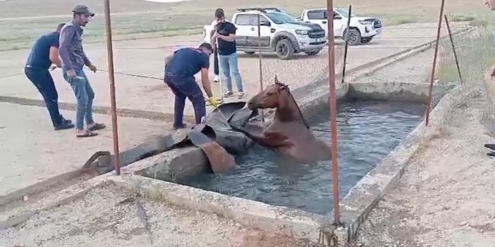 Sokaktaki at, atık petrol kuyusuna düştü