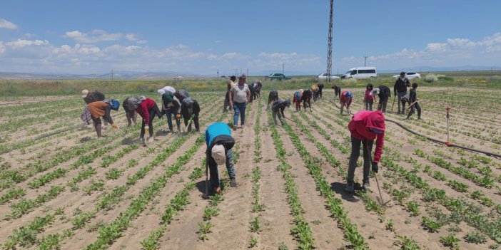 Mevsimlik tarım işçileri ter döküyor