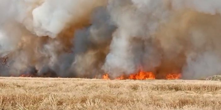 Mardin’deki yangınlarda bin 700 dönümün üzerinde buğday tarlası kül oldu