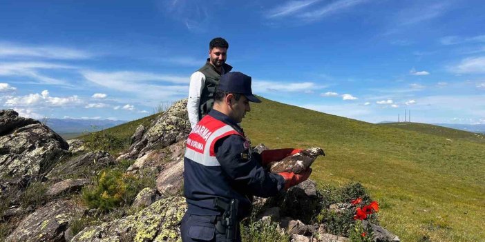 Ağrı’da tedavisi yapılan şahin doğaya bırakıldı