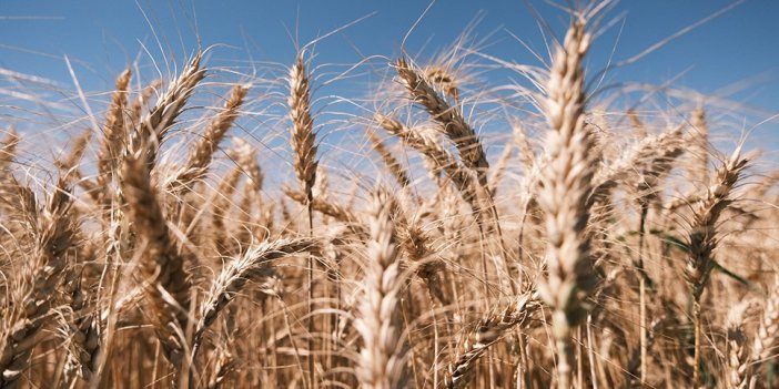 Kızıltepe Ovası’nda buğday hasadı önceki senelere göre daha verimli geçiyor
