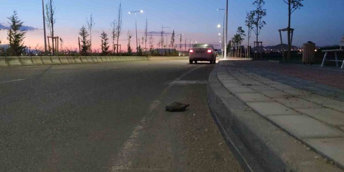 Yetkililer Vangölü sahil yolundaki kaplumbağa ölümleri ile ilgili işlem başlattı